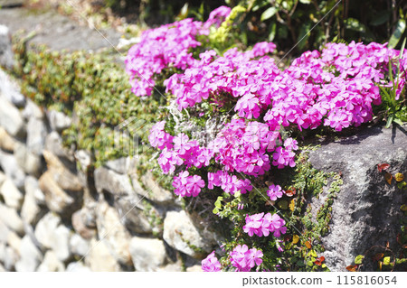 石牆上盛開的青苔福祿考 115816054