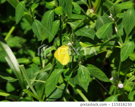 Flightless bear sucking flower nectar 115816230