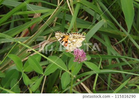 紅色三葉草吸花蜜 115816290
