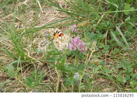 Painted Lady Butterfly sucking nectar from red clover 115816295
