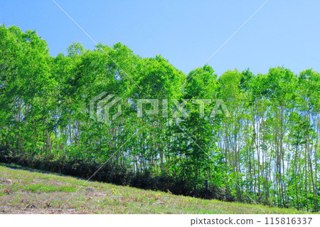 六月的戶隱山 春天的戶隱山 115816337