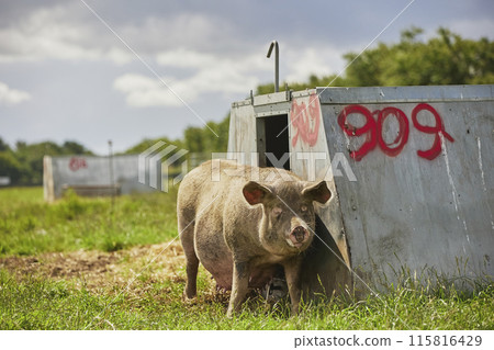 pregnant sow near house on an eco farm in Denmark 115816429
