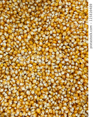Lots of corn seed kernels for cooking as background Lots of corn seed kernels for cooking as background 115816489