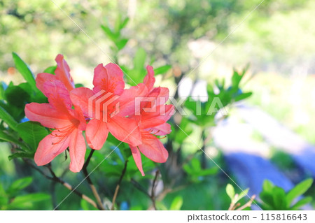 大自然的寶庫沼原濕地/栃木縣那須鹽原市 大自然的寶庫沼原濕地/栃木縣那須鹽原市 115816643