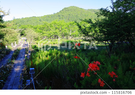 大自然的寶庫沼原濕地/栃木縣那須鹽原市 115816706