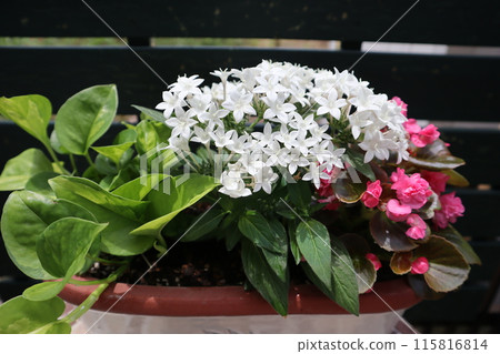 五角花與秋海棠混植 115816814