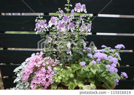 Angelonia and Pentas planting 115816819
