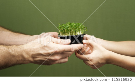 Kid and mans hands hold sprouts of micro green peas on a green background. 115816920