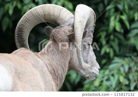 Okinawa sheep 115817132
