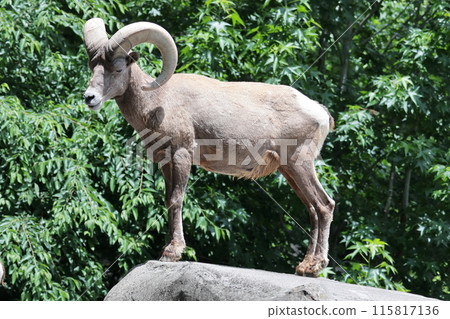 Okinawa sheep 115817136