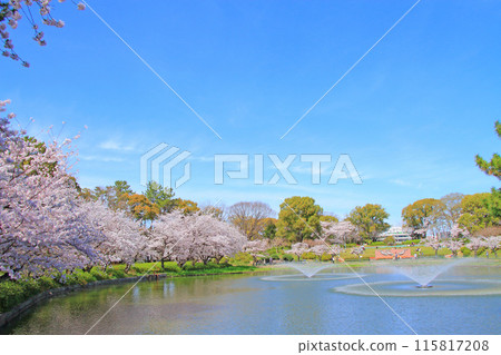 愛知縣名古屋市名城公園大深池與櫻花風景 愛知縣名古屋市名城公園大深池與櫻花風景 115817208