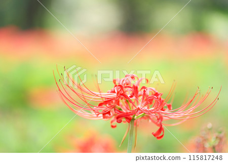 紅蜘蛛百合 紅蜘蛛百合 115817248