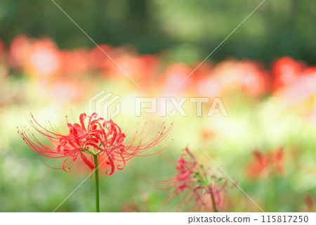 紅蜘蛛百合 115817250