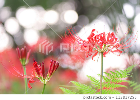 紅蜘蛛百合 紅蜘蛛百合 115817253