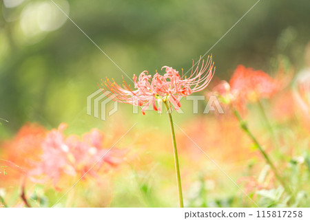 red spider lily red spider lily 115817258