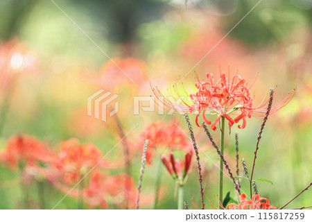 red spider lily red spider lily 115817259