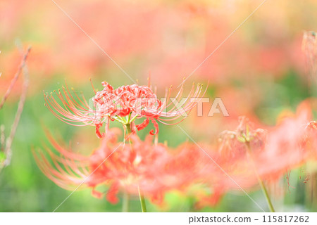 紅蜘蛛百合 紅蜘蛛百合 115817262