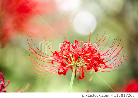 red spider lily 115817265