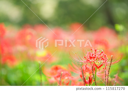 紅蜘蛛百合 115817270
