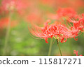 red spider lily 115817271