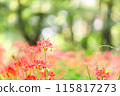 red spider lily 115817273