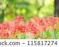 red spider lily 115817274