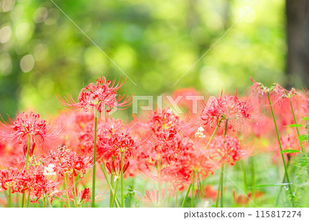 red spider lily 115817274