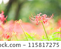red spider lily 115817275