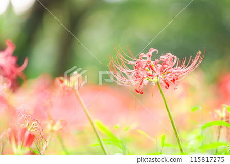 red spider lily red spider lily 115817275