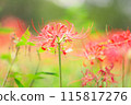 red spider lily 115817276
