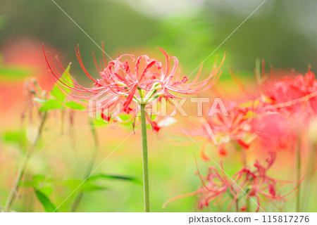 red spider lily red spider lily 115817276