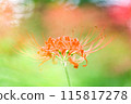 red spider lily 115817278