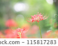 red spider lily 115817283