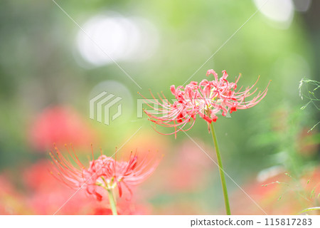 紅蜘蛛百合 115817283