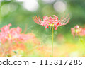 red spider lily 115817285