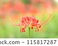 red spider lily 115817287