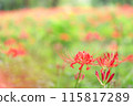 red spider lily 115817289