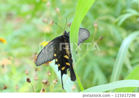 Stick to leaves Musk 115817296