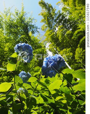 北鎌倉明月院的風景與植物 北鎌倉明月院的風景與植物 115817340