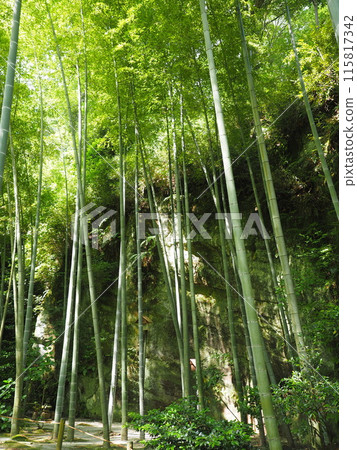 北鎌倉明月院的風景與植物 115817342