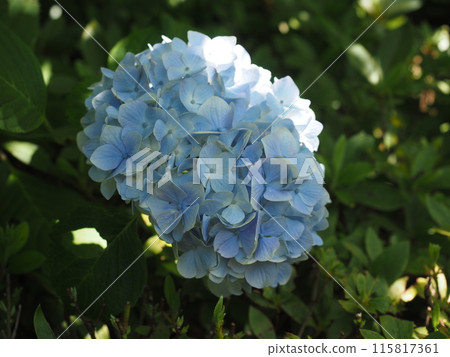 Scenery and plants of Meigetsu-in Temple in Kita-Kamakura 115817361