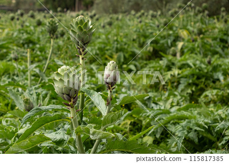 Artichokes growing in an agricultural field, healthy eating. High quality photo Artichokes growing in an agricultural field, healthy eating. High quality photo 115817385