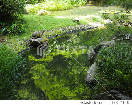 Scenery and plants of Meigetsu-in Temple in Kita-Kamakura 115817398