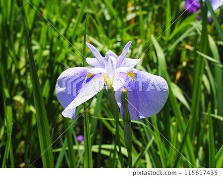 北鎌倉明月院的風景與植物 北鎌倉明月院的風景與植物 115817435