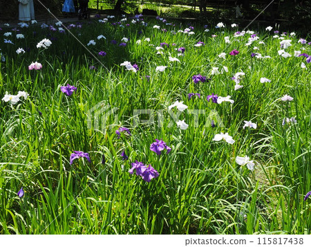 北鎌倉明月院的風景與植物 115817438