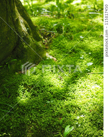北鎌倉明月院的風景與植物 115817450