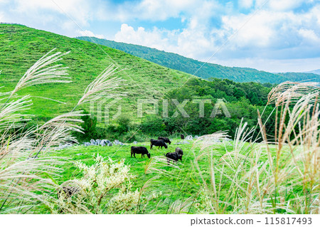 Shikoku Karst Heaven's Road Shikoku Karst Heaven's Road 115817493