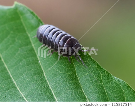 Okandan beetle 115817514