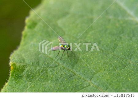 Dolichocerca 115817515