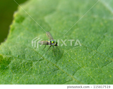 蟎科 115817519